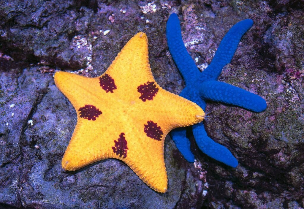 yellow and blue star fish