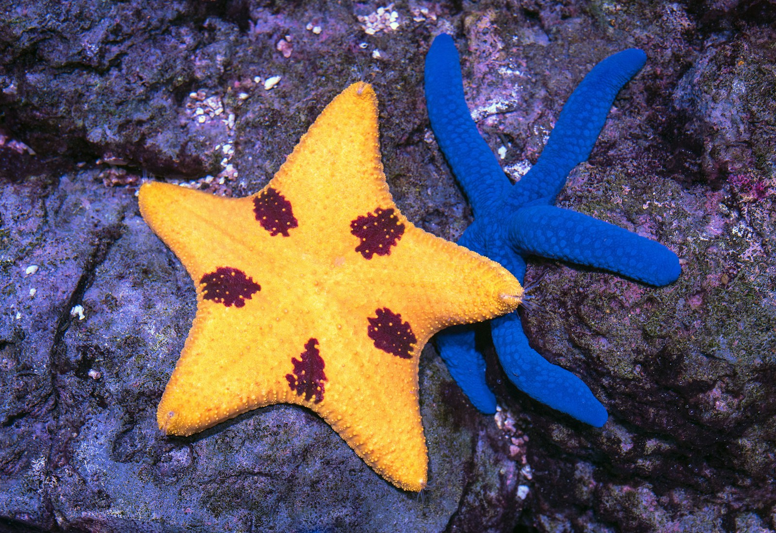Starfish Can See—But Not the Way You Think