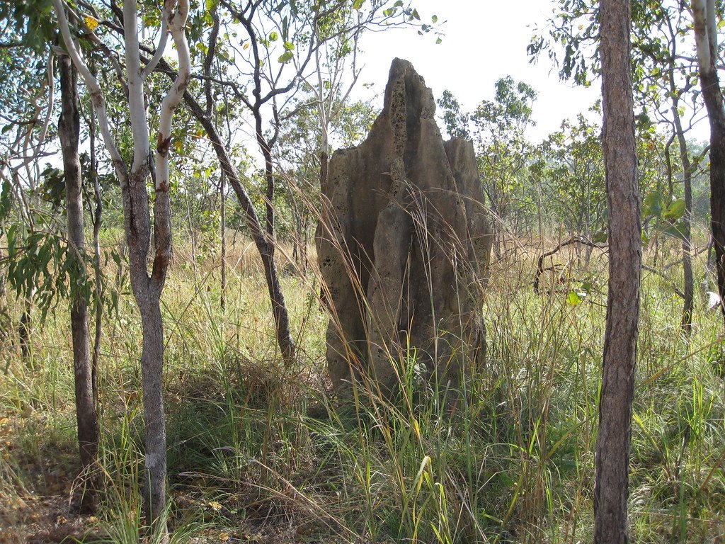 Termite Mound