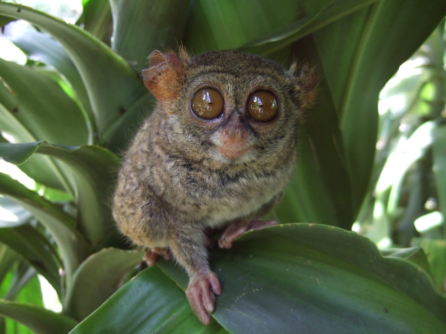 The Tarsier Is a Tiny Eyeball With Feet — and It’s Surprisingly Fierce