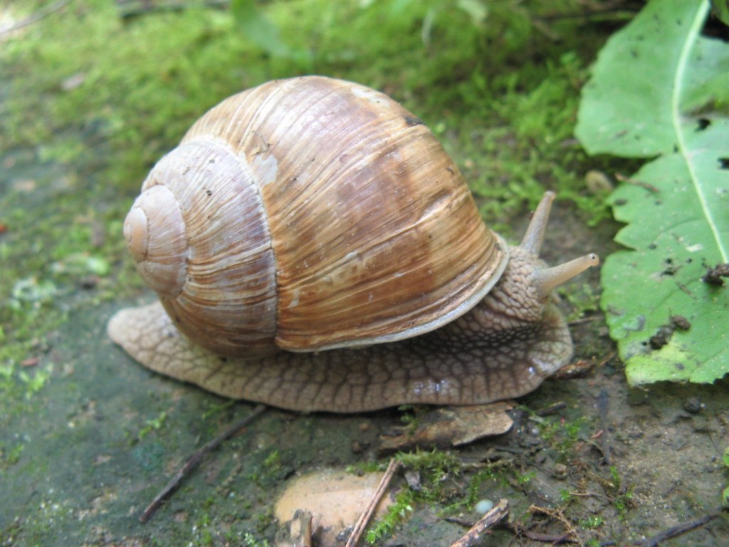 In France, Snails Are Both a Delicacy and a Conservation Crisis