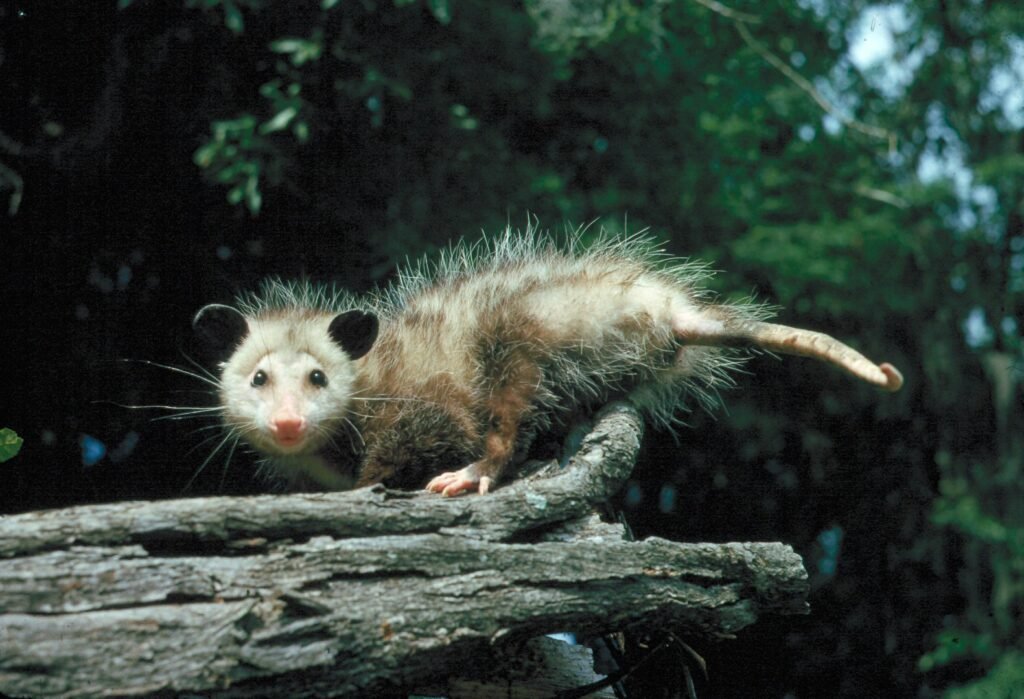 American Virginia opossum standing on log. 