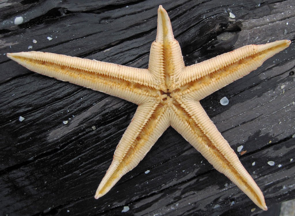 Sea star