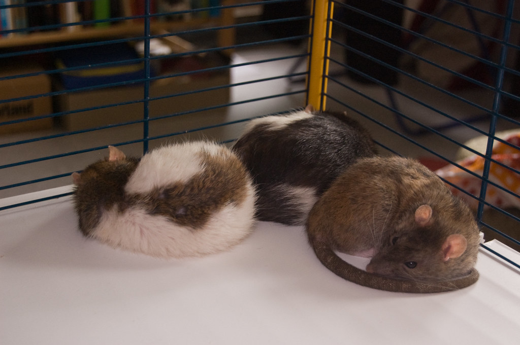 Sleeping Rats.