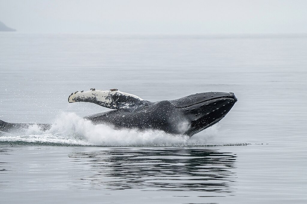 Humpback whale jump and splash