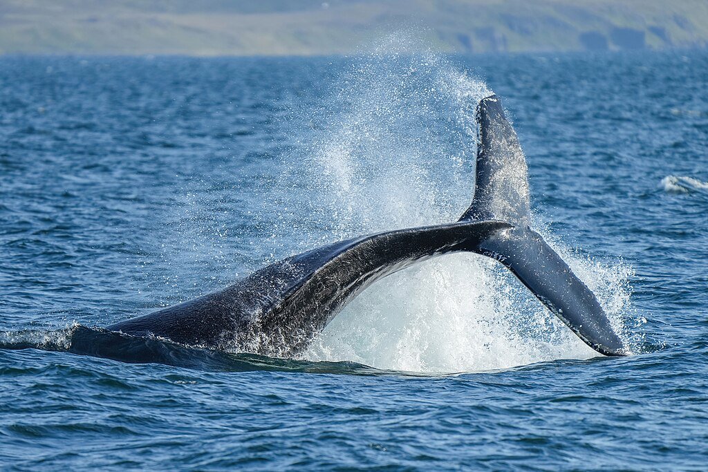 Humpback whale lobtailing
