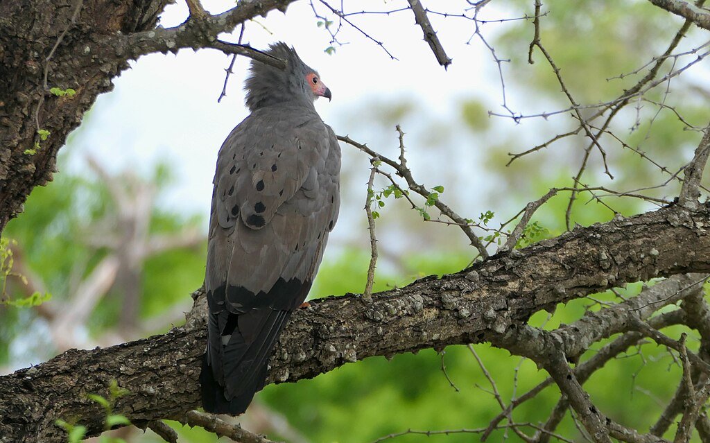 African Harrier-Hawk (Polyboroides typus)