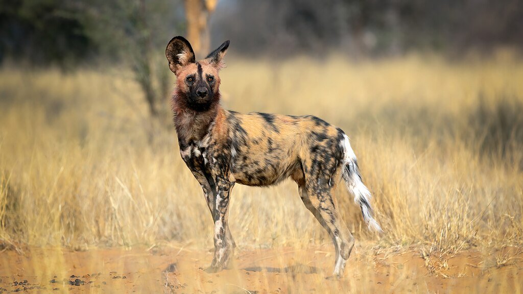 African Wild Dog (Lycaon pictus) at Working with Wildlife in the Kalahari