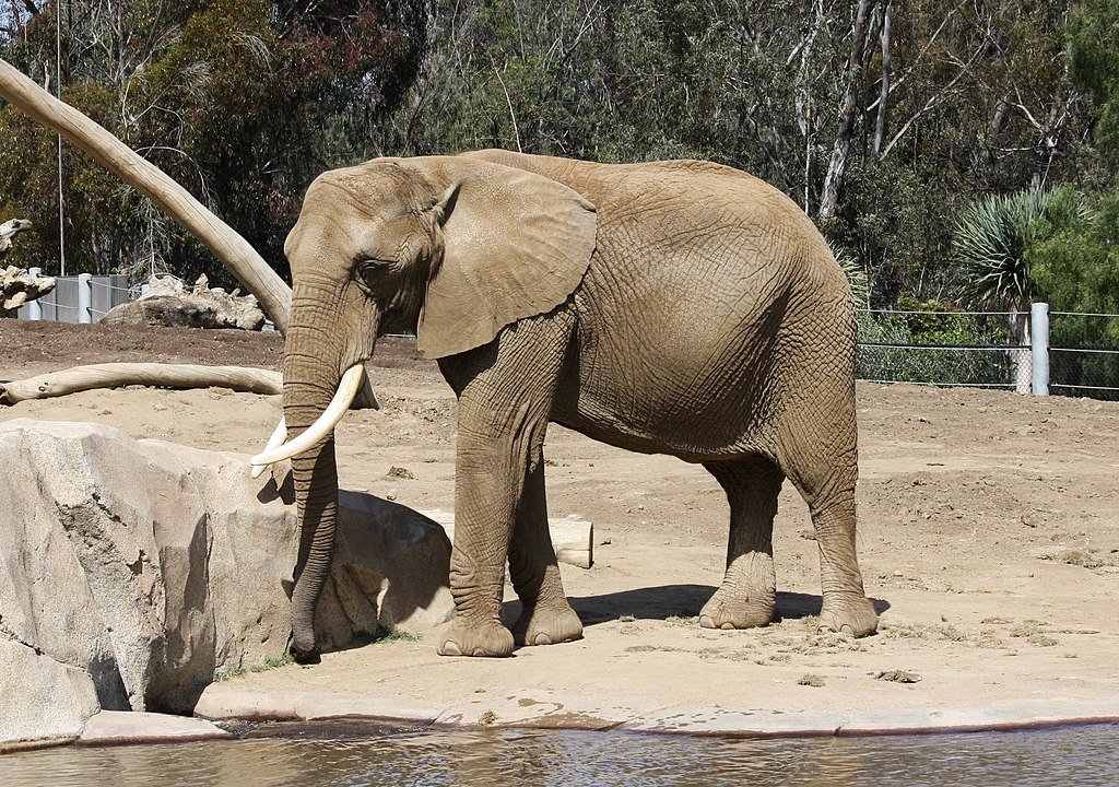 African bush elephant (Loxodonta africana) in San Diego Zoo, California