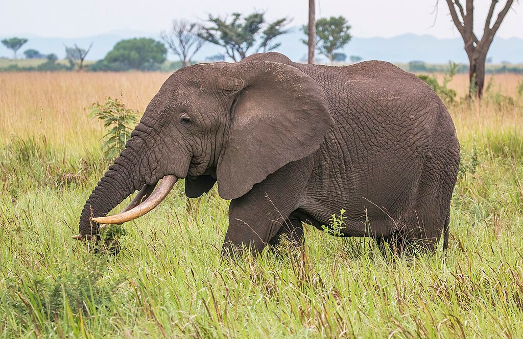 Elephant walking on tall grasses