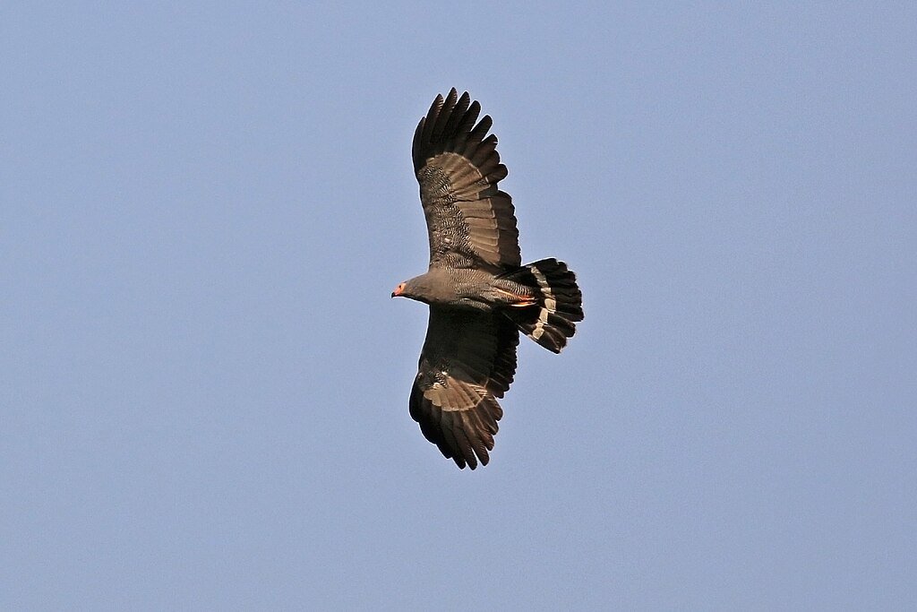 African harrier-hawk (Polyboroides typus), gymnogene, Queen Elizabeth Park, Uganda