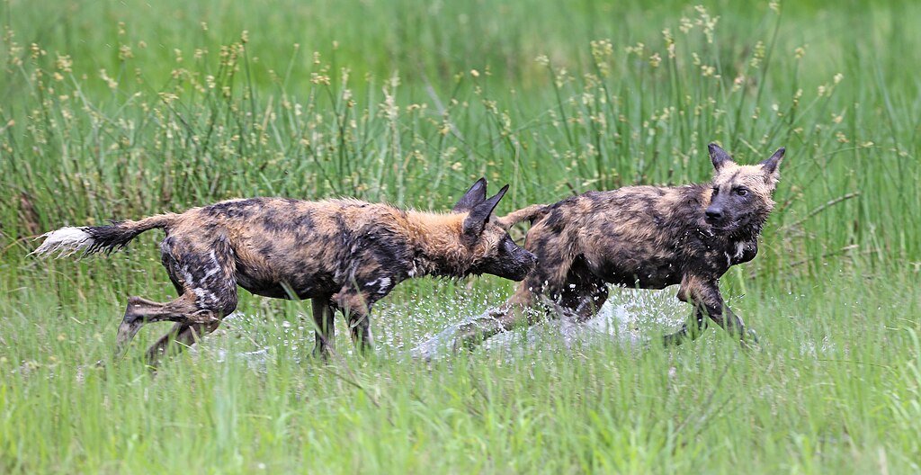 The African wild dog, also called the painted dog, or Cape hunting dog, is a canine native to sub-Saharan Africa