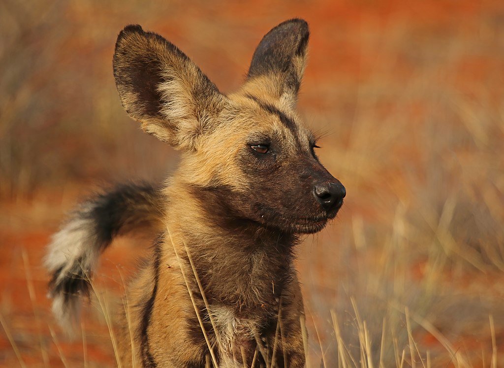 African wild dog (Lycaon pictus pictus), Tswalu Kalahari Reserve, South Africa