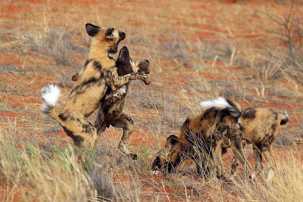 African wild dogs (Lycaon pictus pictus), Tswalu Kalahari Reserve, South Africa