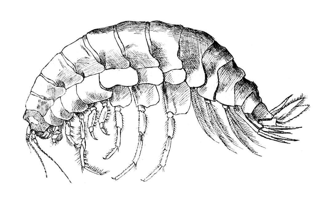 Alicella gigantea (Crustacea: Amphipoda: Alicellidae)