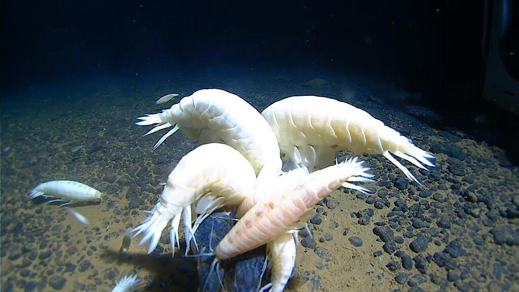 You Won’t Believe How 60% of the Ocean Floor Hosts the Rare Supergiant Crustacean