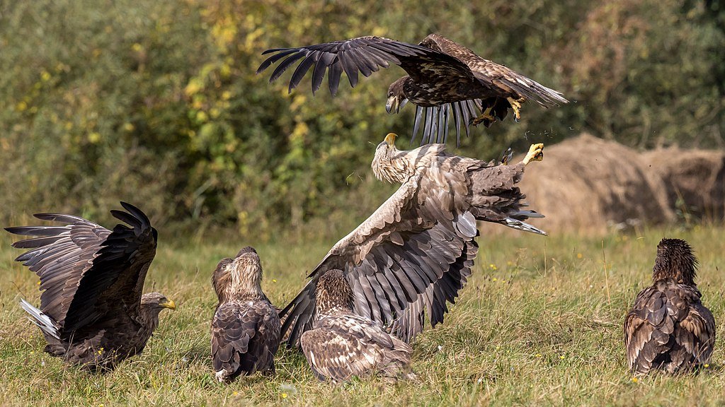 An adult and a juvenile white-tailed eagle (Haliaeetus albicilla) fighting