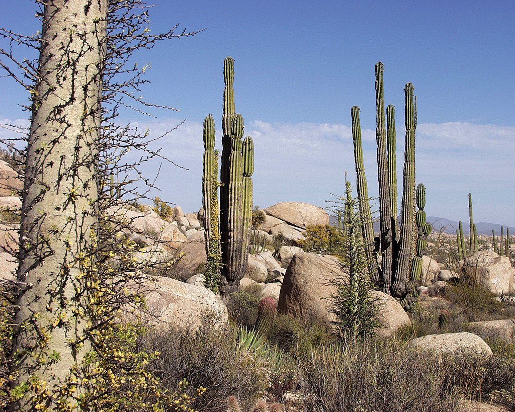 Desert Ecosystem