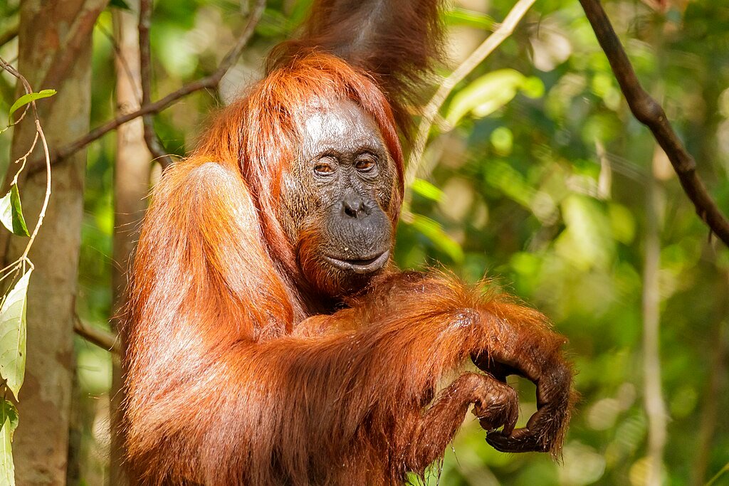 Bornean orangutan (Pongo pygmaeus), Tanjung Putting National Park