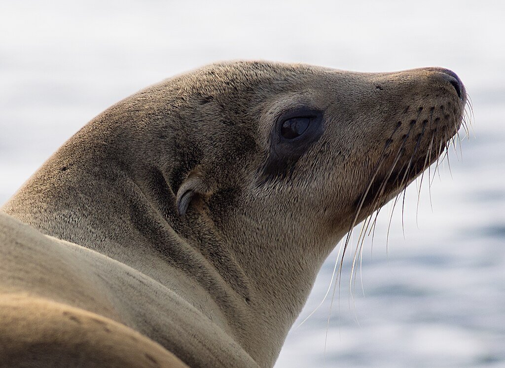 California sea lions (Zalophus californianus) in La Jolla (San Diego, California)
