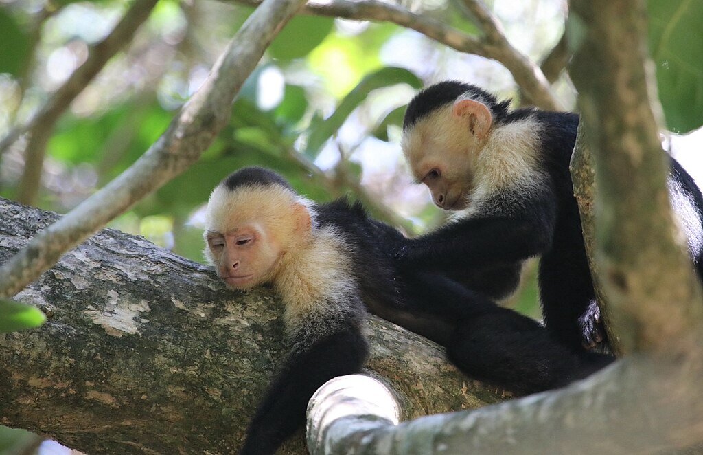 Capuchin Monkey enjoys a massage