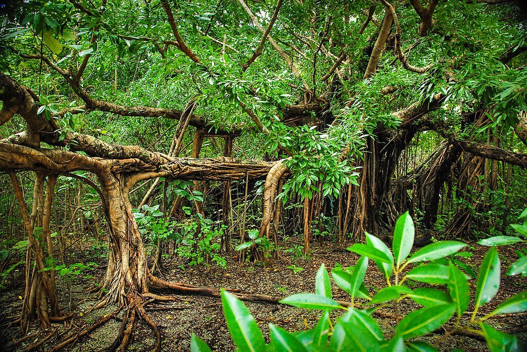 Century Old Balete Tree of Nogas Island