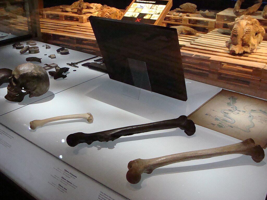 Chimp Human Thigh Bones-Naturalis Peter Maas