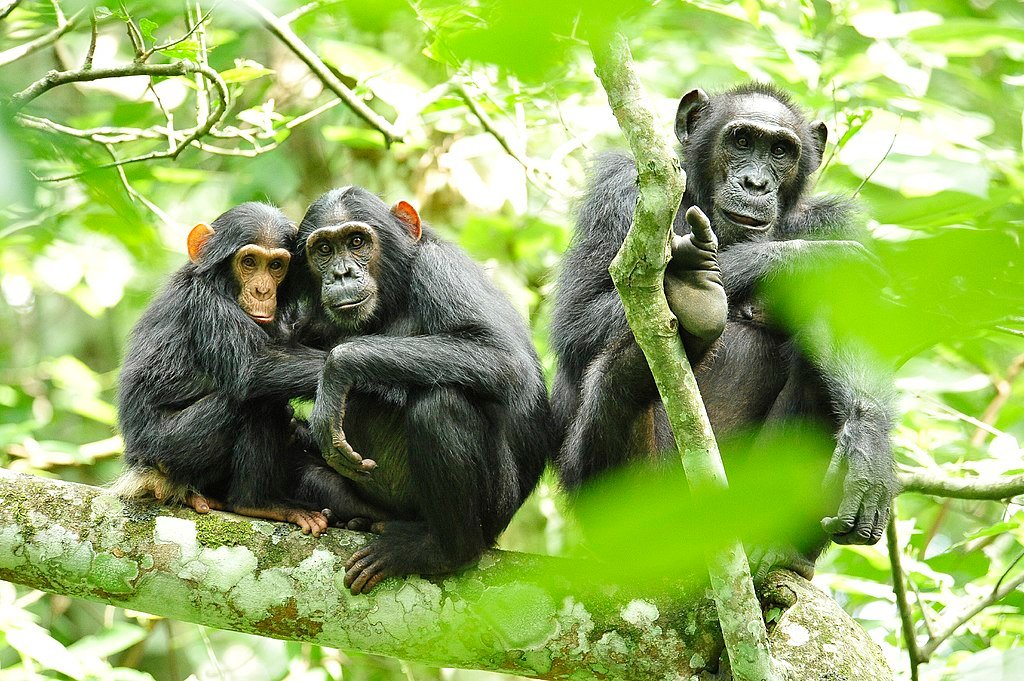 Chimpanzees in Uganda