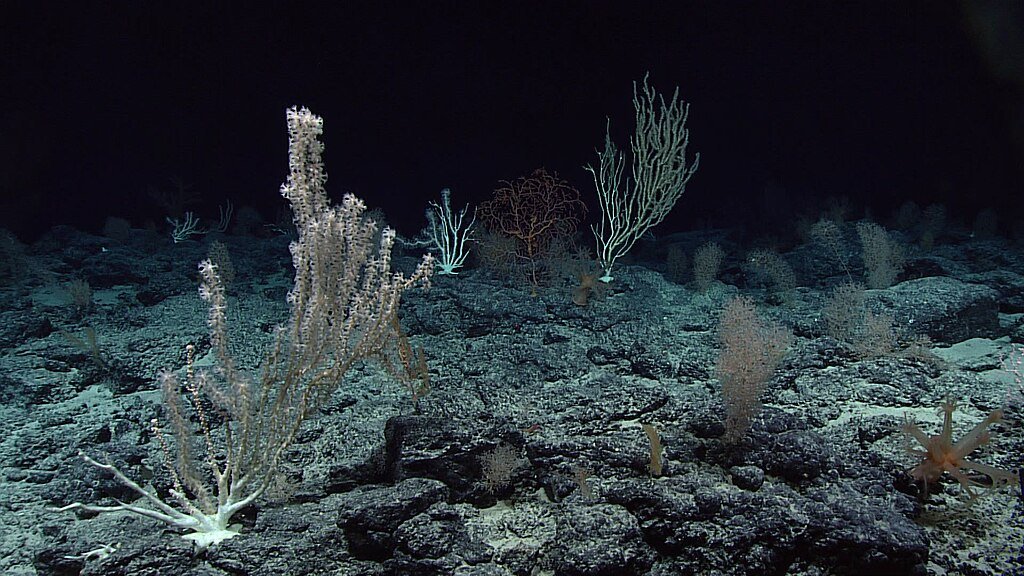 Dive 8 revealed another high density deep sea coral community at Wagner Seamount.