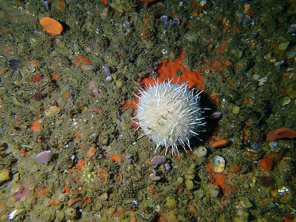 Deepwater sea urchin at Deep South Whittle Reef
