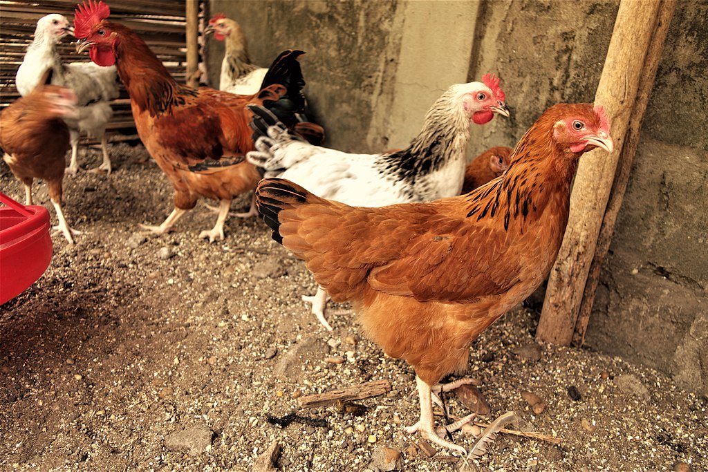 Goliath chicken of beige color in a chicken coop in Benin