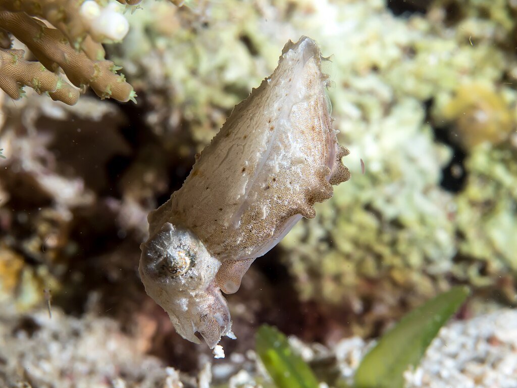 Romblon, Philippines - Dwarf cuttlefish (Sepia bandensis)