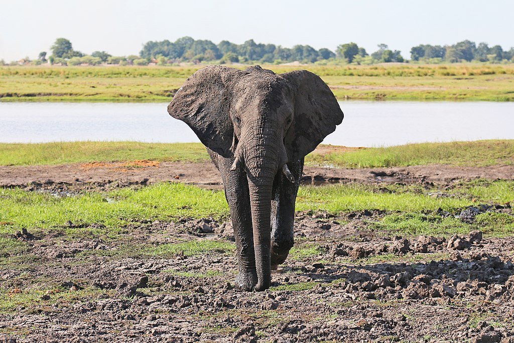 Elephant walking near the lake
