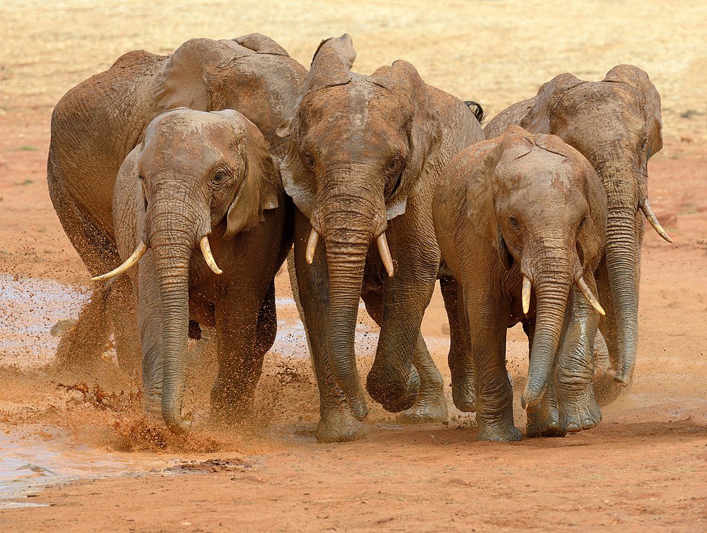 A group of elephants running in mud