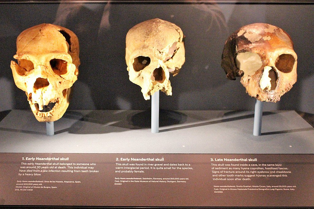 Neanderthalian (Homo neanderthalensis) skulls from three different periods, at the Natural History Museum in London, England.