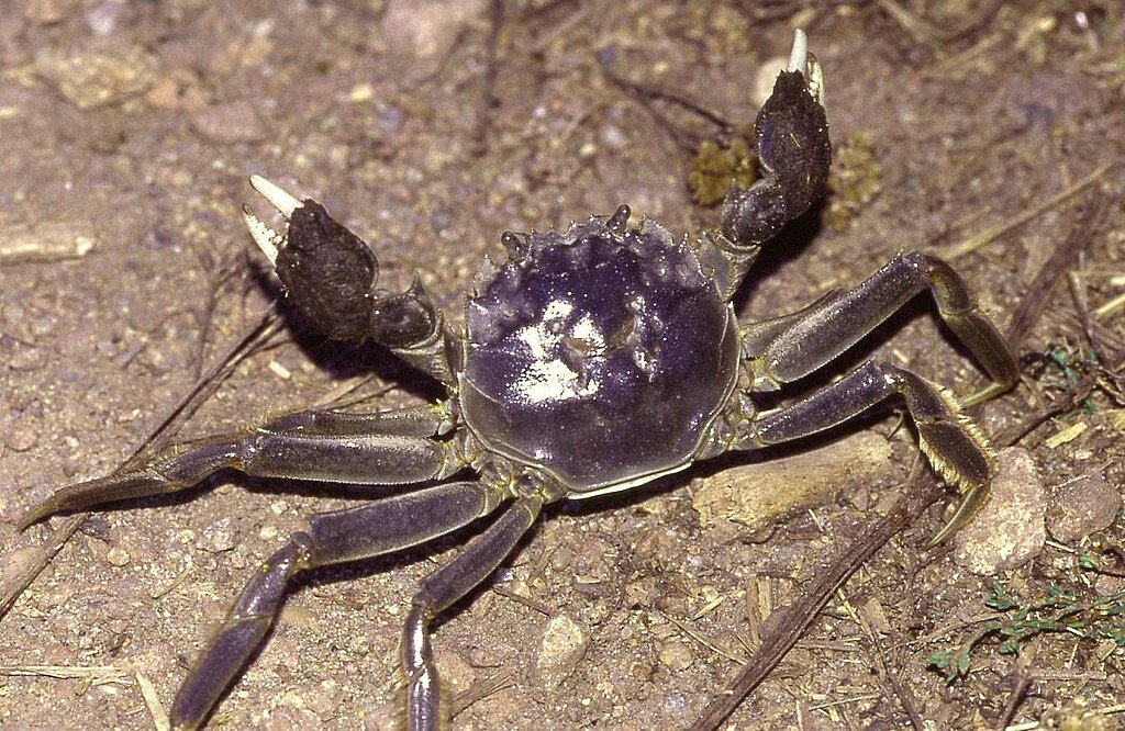 Eriocheir sinensis