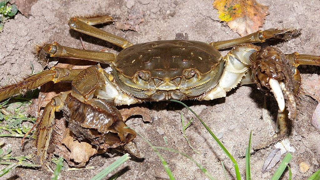 Chinese mitten crab