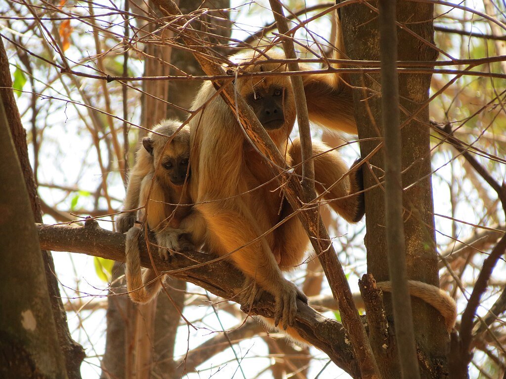 Female and infant black howler monkey in a semidecidous forest in Ilha Solteira city, Brazil.