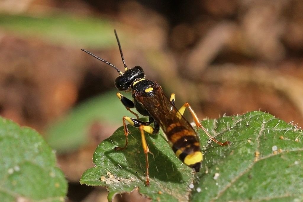 Field digger-wasp (Mellinus arvensis) male, Dry Sandford Pit, Oxfordshire