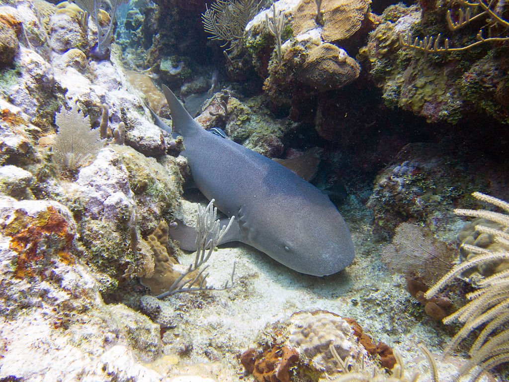 Ginglymostoma cirratum