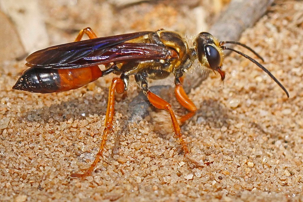  Great Golden Digger Wasp - Sphex Ichneumoneus, Juliette, Ga
