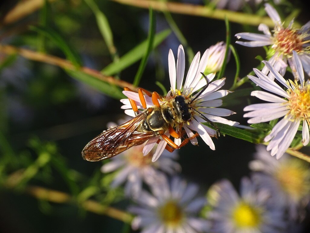 Great Golden Digger Wasp (Sphex ichneumoneus) on Symphyotrichum praealtum (Willowleaf Aster)