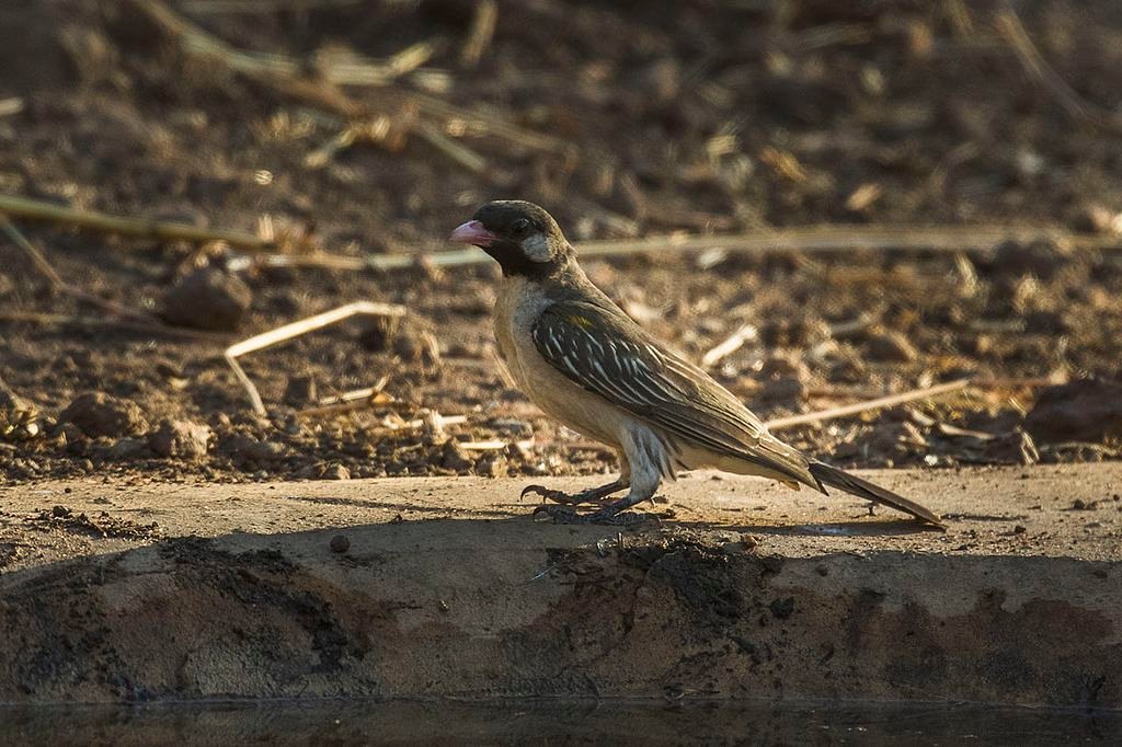 Greater Honeyguide - Gambia