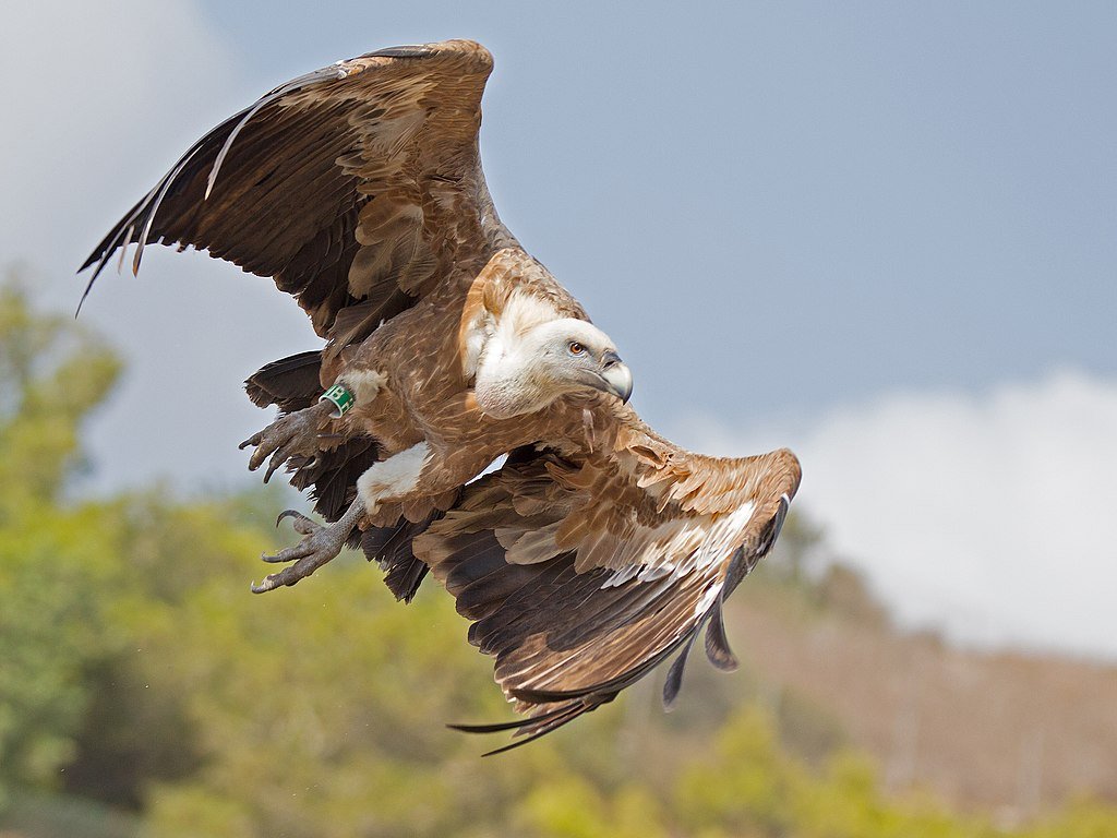 Griffon vulture in flight over Carmel mount, Israel
