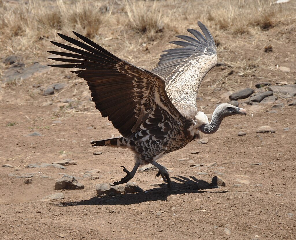 A Rüppell's Vulture at Nairobi National Park, Kenya. The shadow of the mid-day sun is directly under the vulture