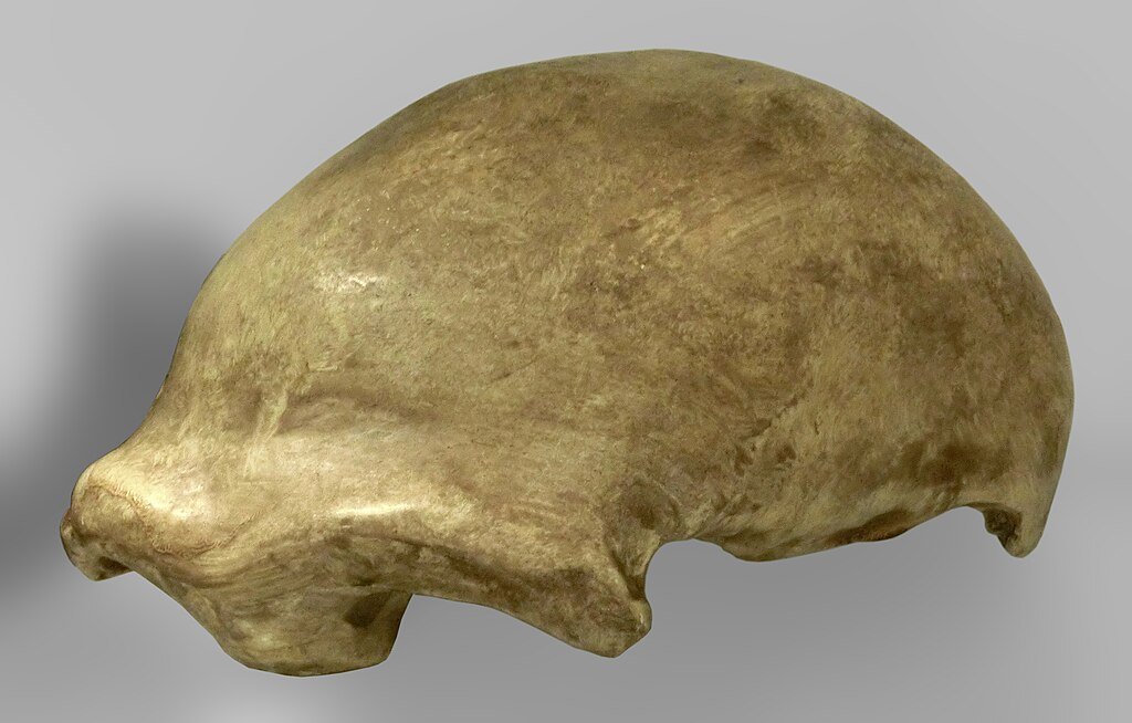 Homo neanderthalensis (cast of Neanderthal 1 skullcap) at Göteborgs Naturhistoriska Museum
