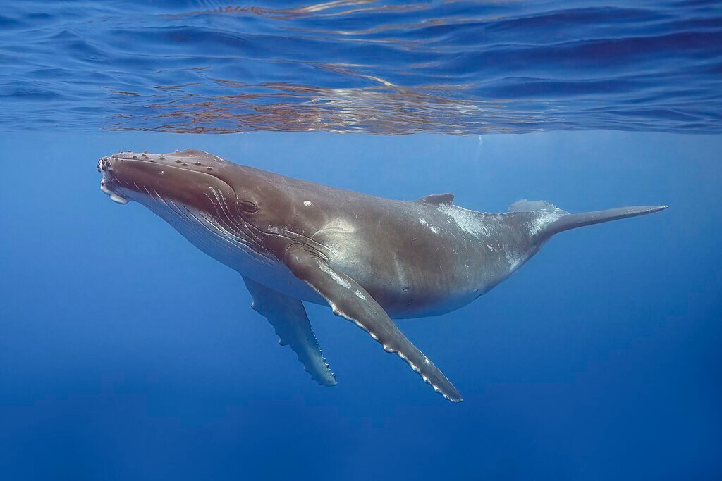 Humpback whale swimming in blue ocean