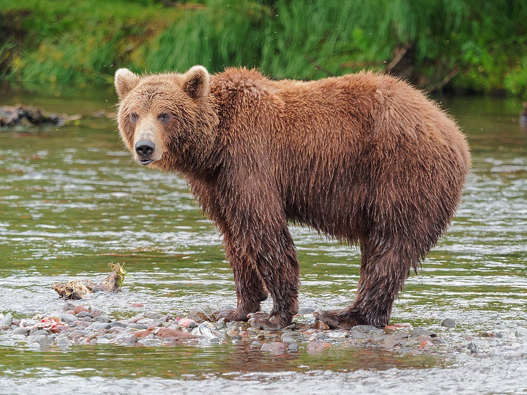 A Kamchatka Brown Bear near Dvuhyurtochnoe taken on July 23rd, 2015.