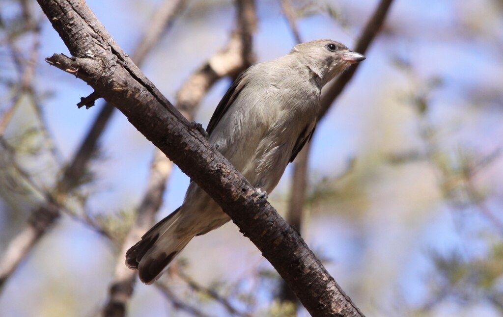 Lesser Honeyguide (Indicator minor) in Mapungubwe