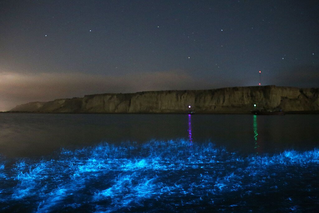 Phytoplanktons: Luminescent beaches in Chabahar
